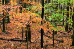 6-Babcock State Park