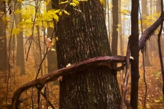 8-Babcock State Park