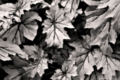 29-Longwood Gardens, Kennett Square, Pa