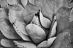 31-Longwood Gardens, Kennett Square, Pa