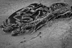 35-Bisti Wilderness Area, NM