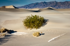 8-Mesquite Flat, Death Valley, CA