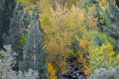 Eastern Sierra, CA-16