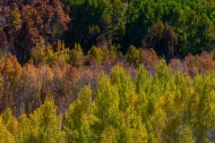 Eastern Sierra, CA-19