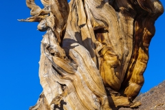 Eastern Sierra, CA-4