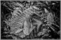 20-Cades Cove, Smoky Mountains