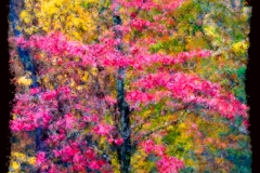 13-Cades Cove, Smoky Mountains