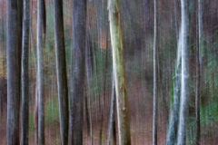 35-Little River Road, Smoky Mountains