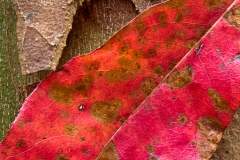 31-Little River Road, Smoky Mountains