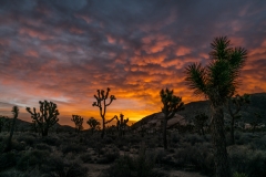 5-Joshua Tree, CA