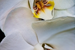 3-Longwood Gardens, PA