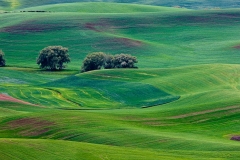 3-Steptoe Butte, Palouse