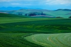 4-Palouse