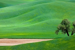 5-Palouse