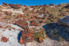 Petrified Forest-1, AZ