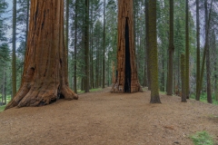 Sequoia National Park-3, CA