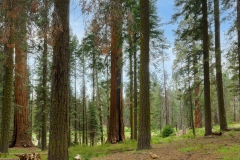 Sequoia National Park-4, CA