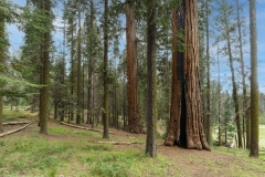 Sequoia National Park-6, CA
