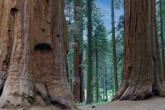 Sequoia National Park-5, CA